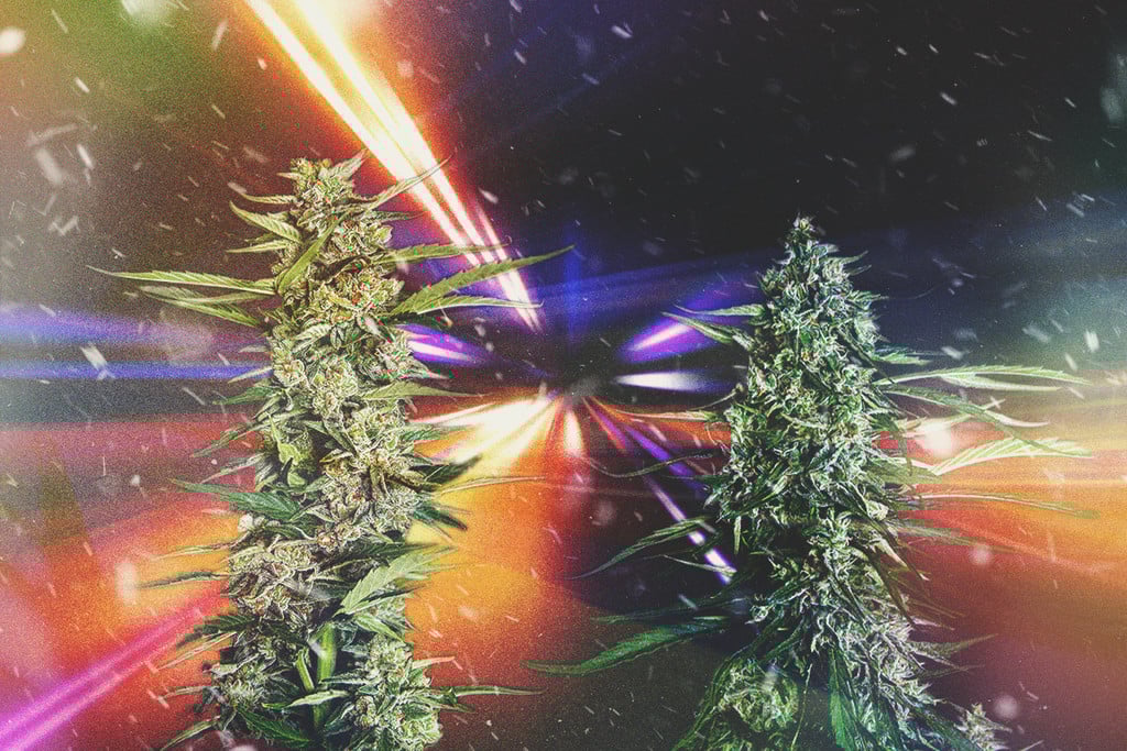 Snelste soorten wiet van 2025