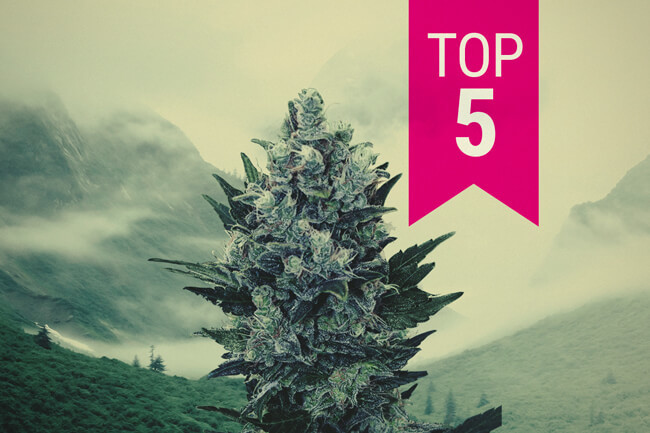 Top 5 Indica's Voor Noordelijke Klimaten Om In 2025 Te Kweken
