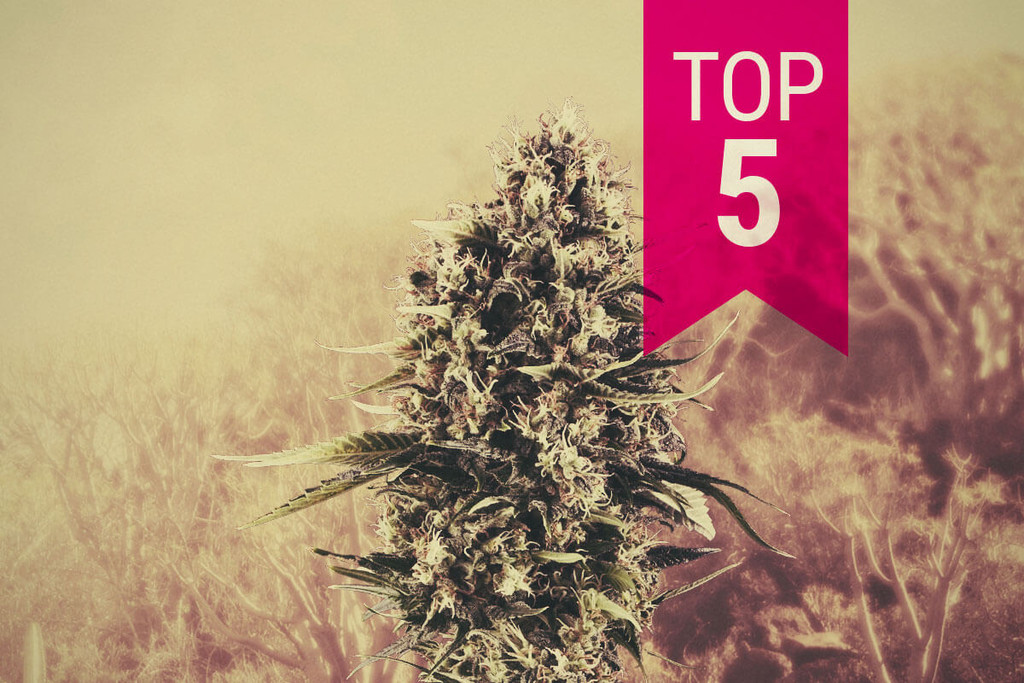 Onze Top 5 Sativa Soorten Voor Warm Klimaat