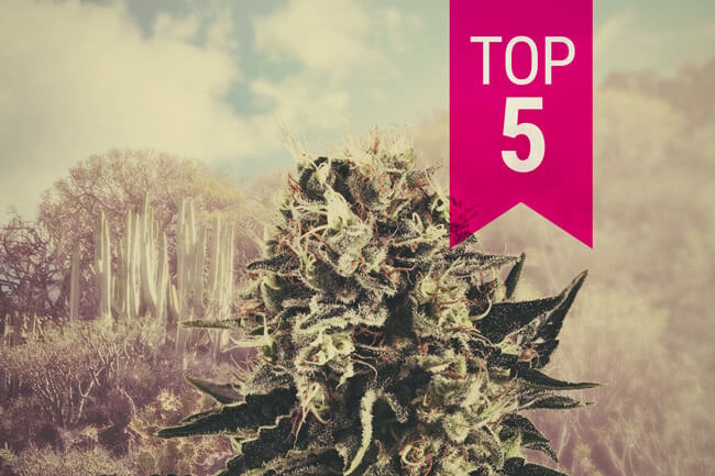 Onze Top 5 Soorten van 2026 voor een Warm Klimaat