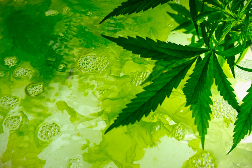 Opsporen en voorkomen van algen bij het kweken van cannabis