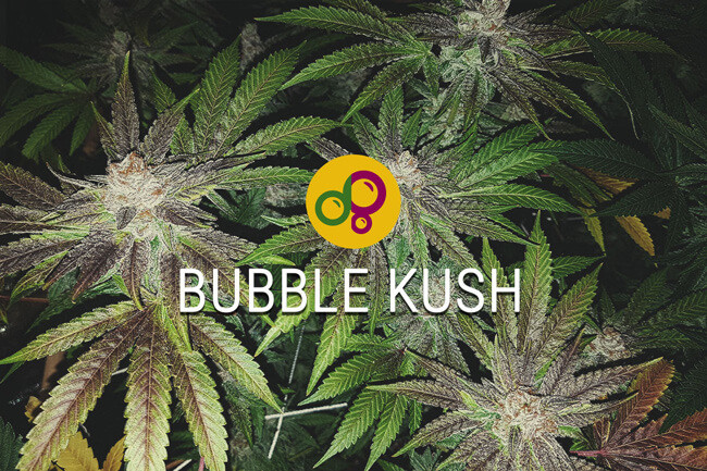 Bubble Kush: Zoete cannabislegende leeft voort