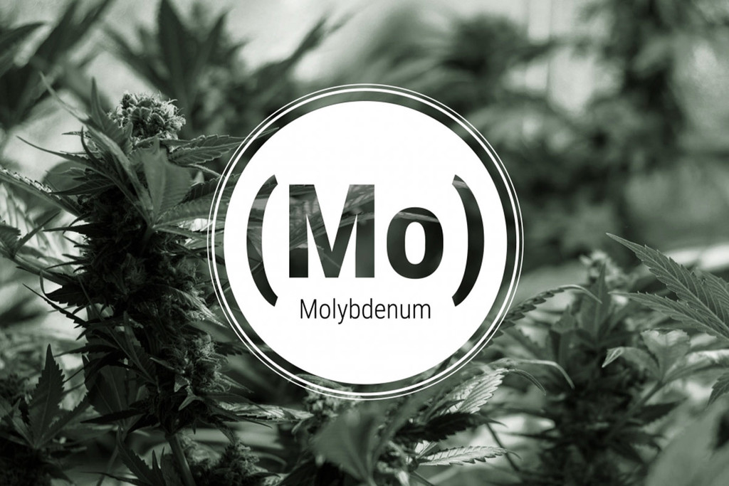 Molybdeentekort In Cannabisplanten