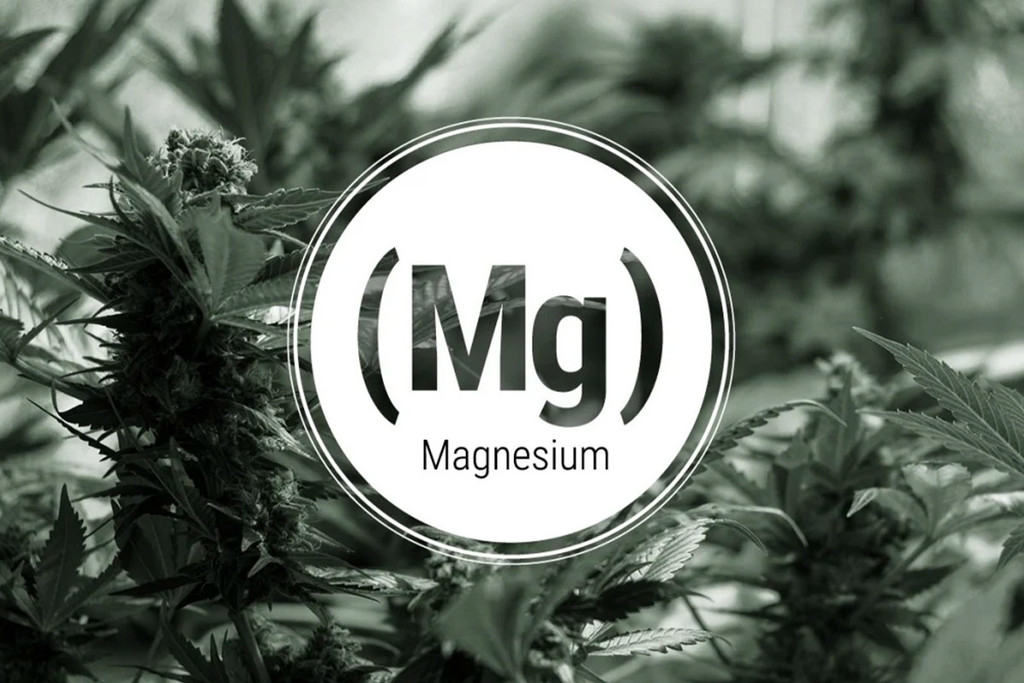 Magnesiumtekort In Cannabisplanten