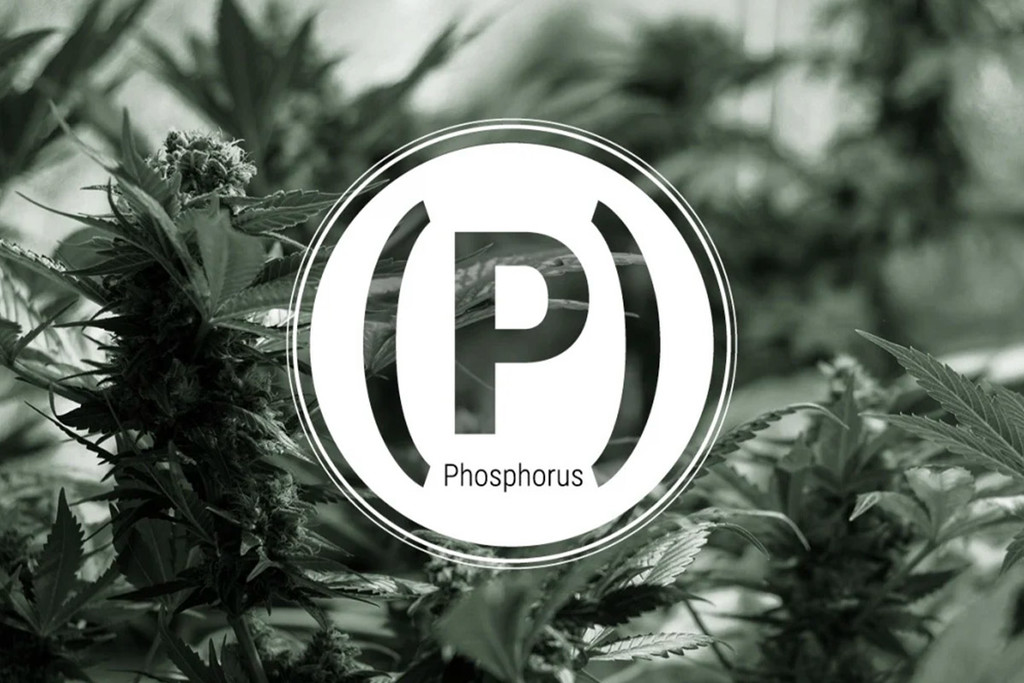 Fosfortekort in Cannabis Planten