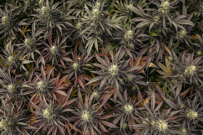 Veelkleurige Wiet - Wat Is Kleurrijke Cannabis En Waarom Bestaat Het?