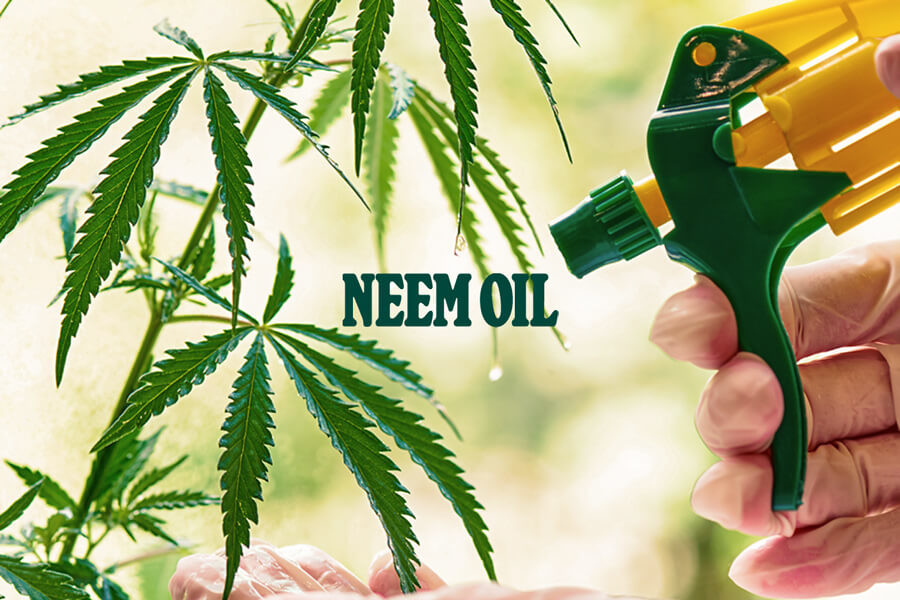 Neem Olie: De Beste Organische Pesticide Voor Cannabis 