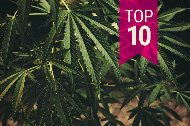 Top 10 cannabisklassiekers die je echt niet mag missen