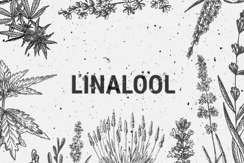 Cannabis Terpenen: Linalool