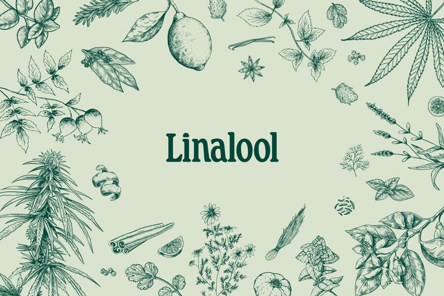 Linalool: maak kennis met dit welriekende cannabisterpeen