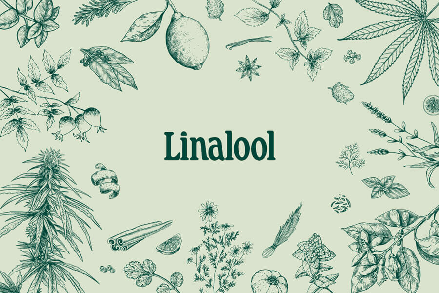 Linalool: maak kennis met dit welriekende cannabisterpeen