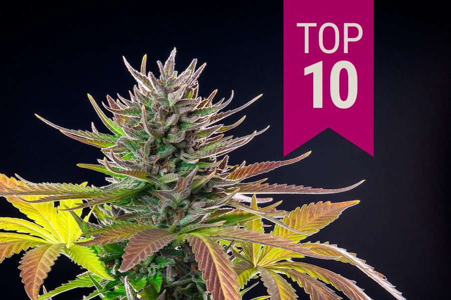 Top 10 beste sativa strains van 2026