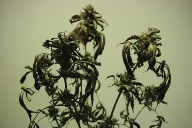 Voedingsverbranding In Cannabisplanten