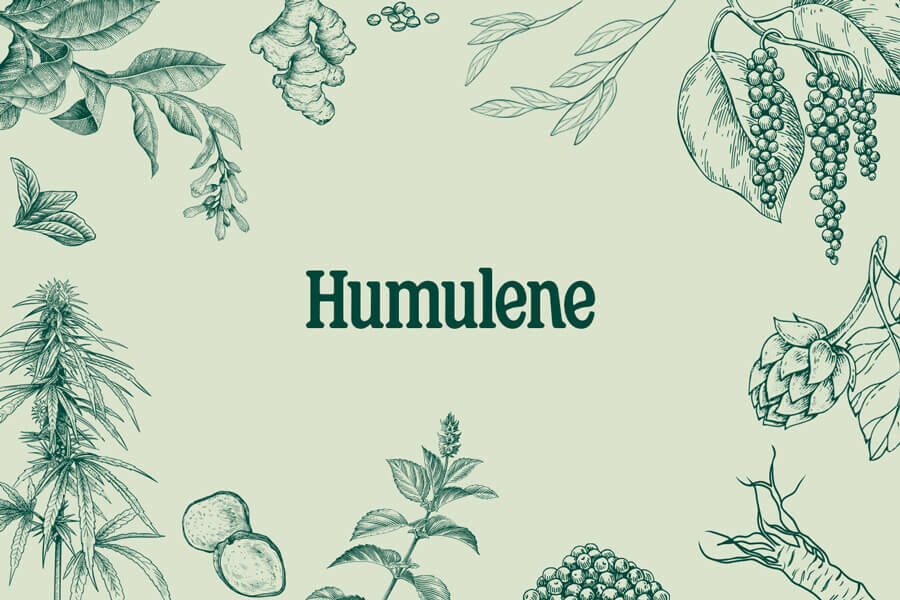Humuleen: een aards en rustgevend cannabisterpeen