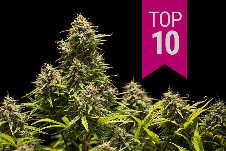 Top 10 beste indica strains van 2024