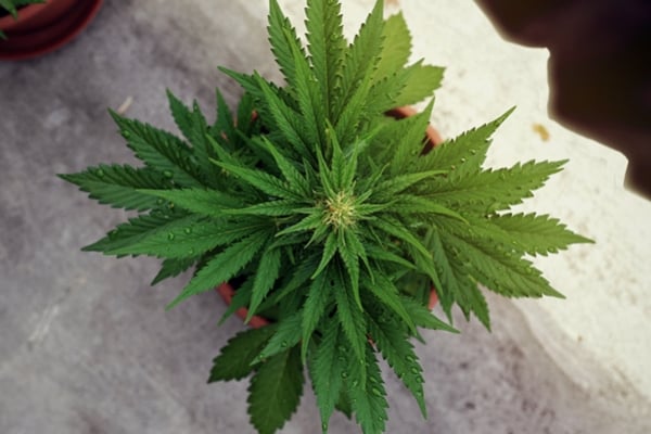 Wat Is Lichtdeprivatie En Hoe Beïnvloedt Het Cannabis?