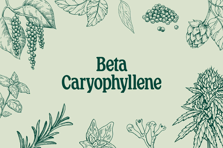 Bèta-caryofylleen: zowel terpeen als cannabinoïde