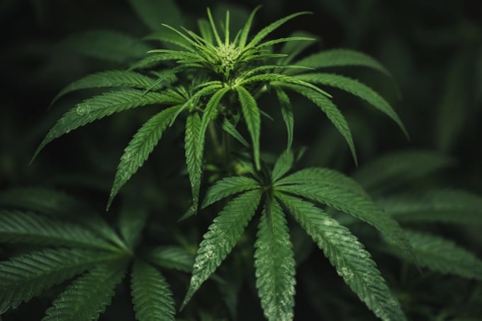 Hoe voorkom en behandel je tripsen op wietplanten?