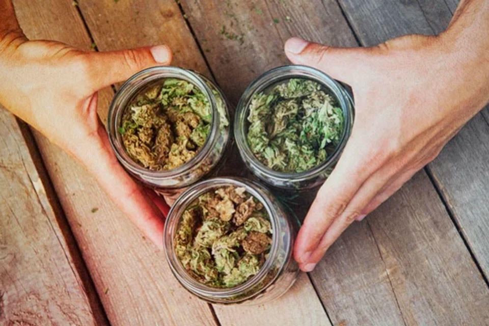 Hoe Combineer Je Verschillende Cannabissoorten?