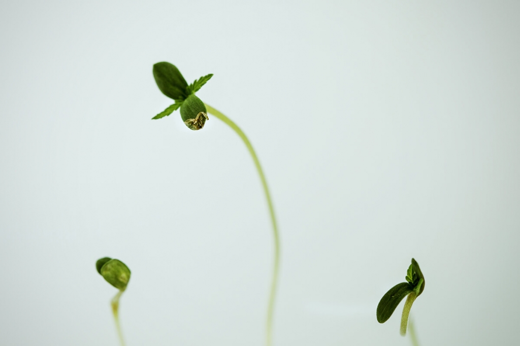 Wat te doen bij uitgerekte cannabis zaailingen (stretching)?