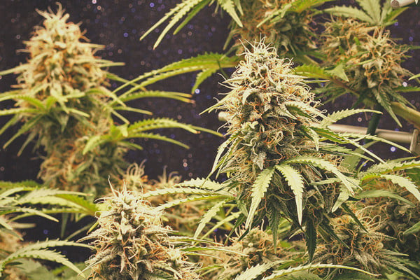 Kweekverslag Amnesia Haze Automatic