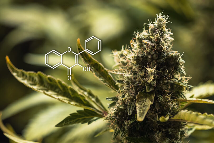 Wat Zijn De Flavonoïden Van Cannabis En Wat Is Hun Functie?