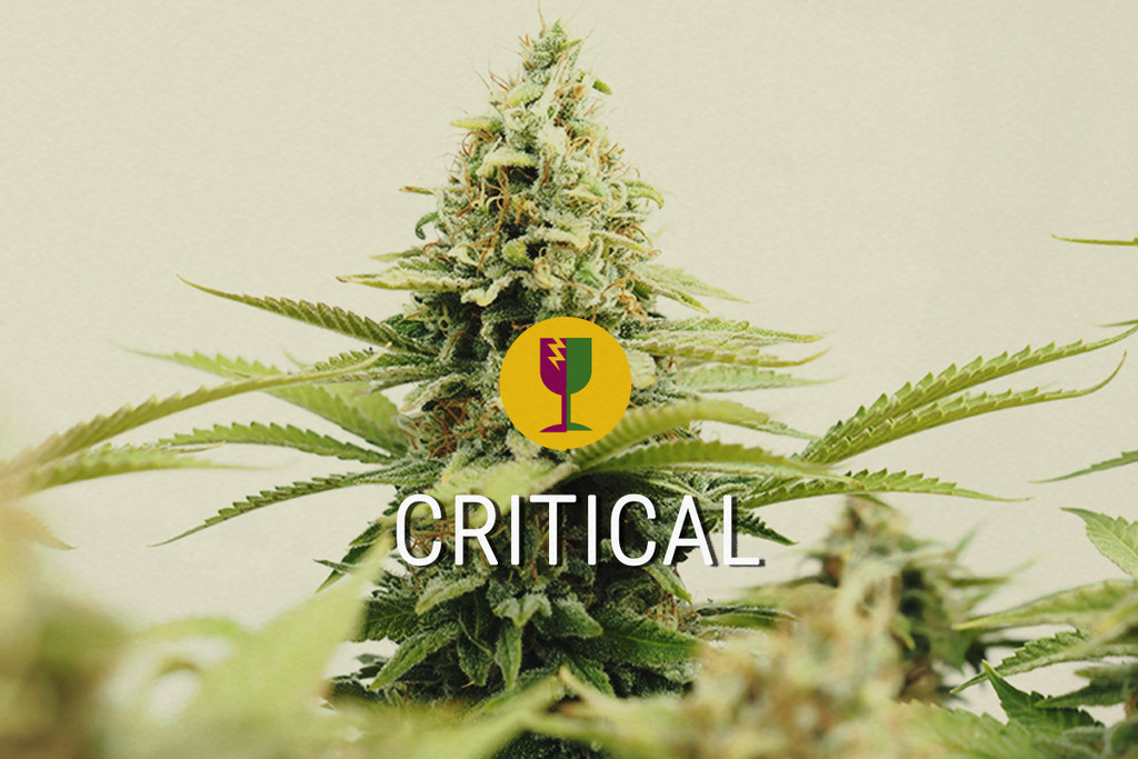 Critical, de beste cannabissoort voor commerciële kwekers