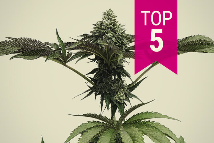 De 5 Krachtigste Indica Cannabissoorten (Update 2023)