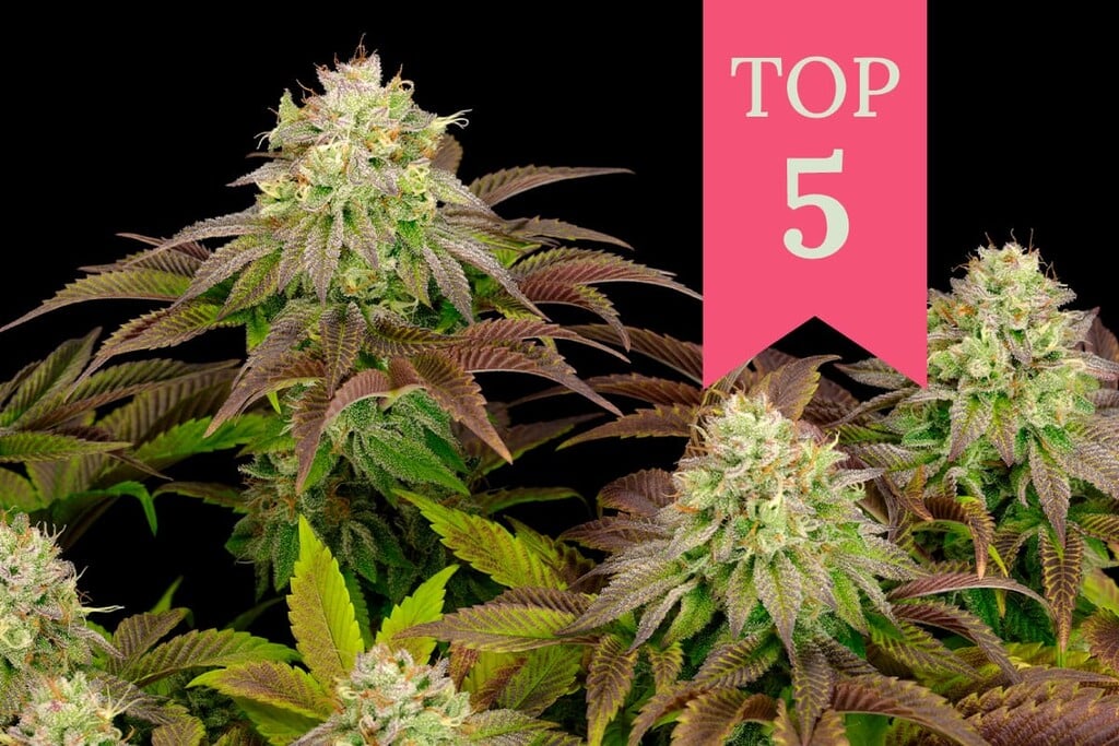 De 5 sterkste indica wiet soorten