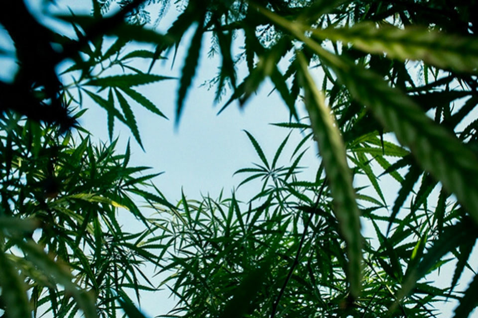 Potten Versus Aarde, Wat Is Het Beste Als Je Buiten Cannabis Kweekt?