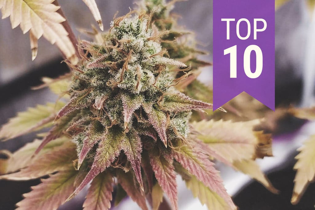 Top 10 THC-rijke soorten van 2026