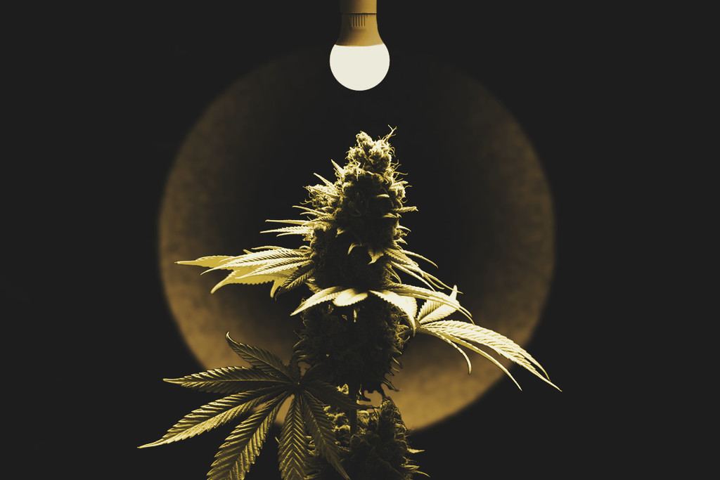 Hoe Spot En Behandel Je Een Brandplek Door Licht Op Een Cannabisplant?