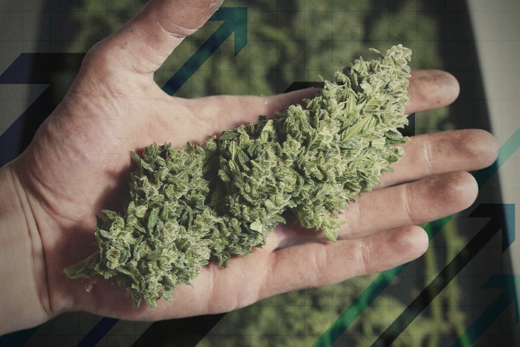 16 Manieren Om Je Cannabis Oogst Te Verbeteren