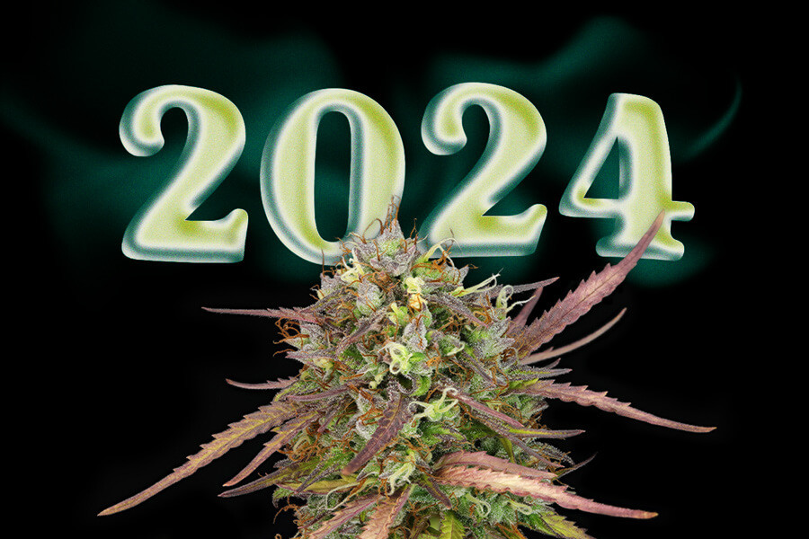 De beste nieuwe wietzaadjes van 2024