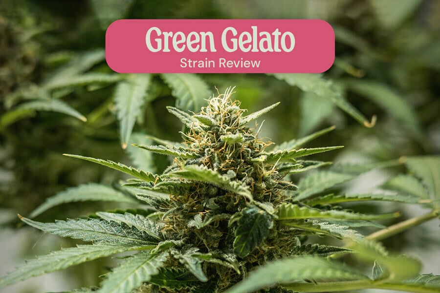 Green Gelato strain review