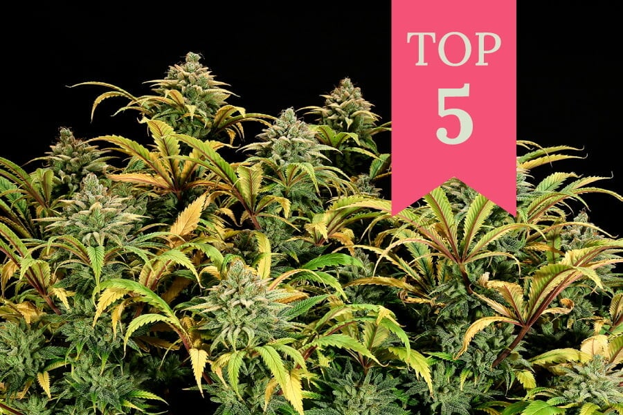 Top 5 RQS Cannabissoorten Om Te Kweken In Een Sea Of Green (SOG)