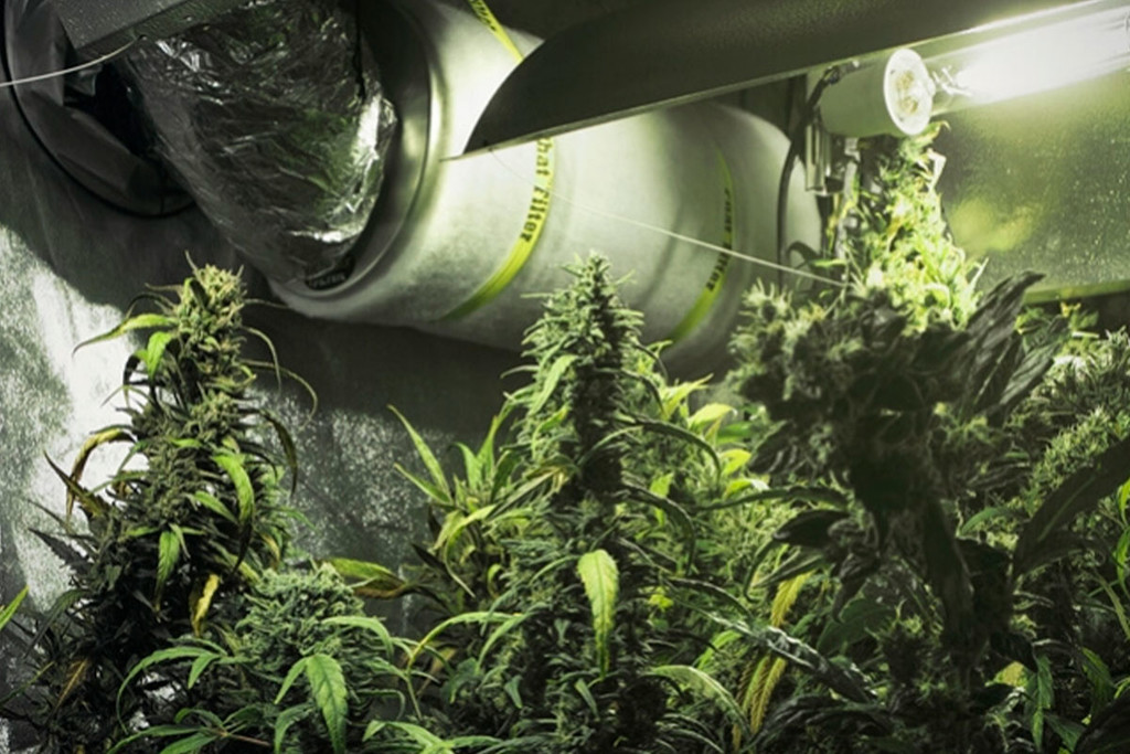Hoe Gebruik Je Koolstoffilters In Je Cannabis Kweekruimte?