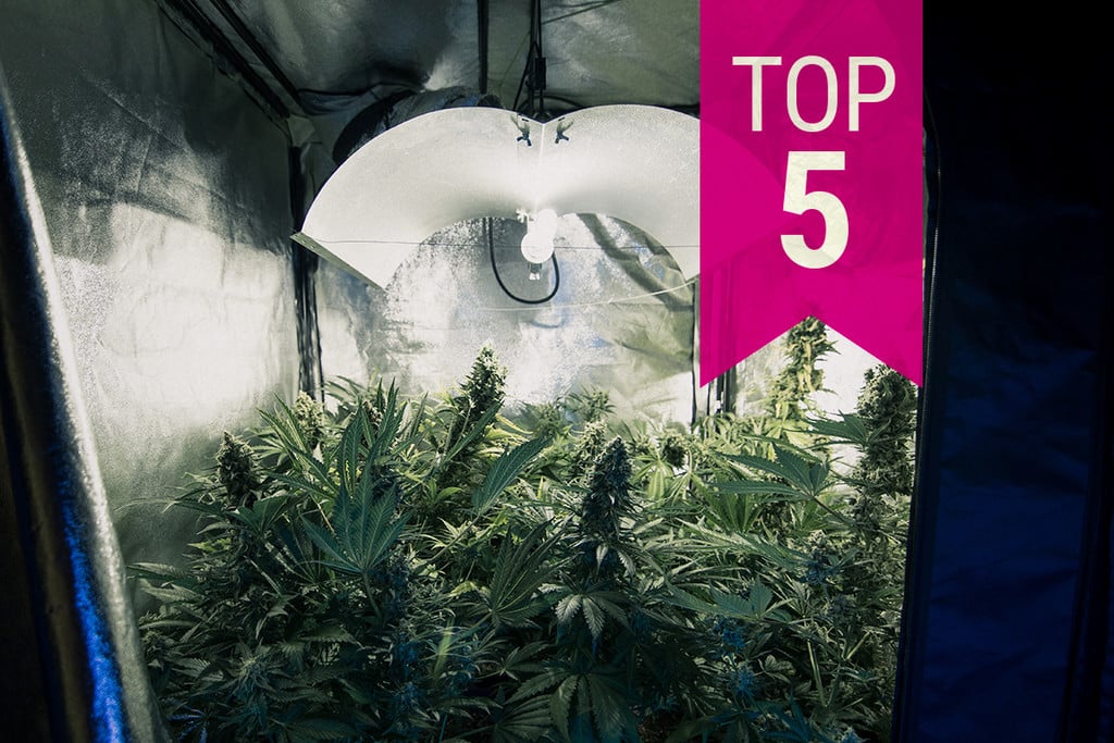Top 5 Minimaal Geurende Cannabis Strains Om De Stank Te Beperken