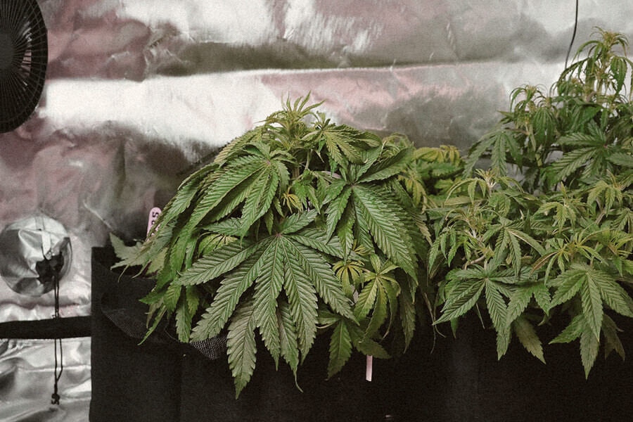 Hoe Voorkom Je Verticillium Bij Je Cannabisplanten?