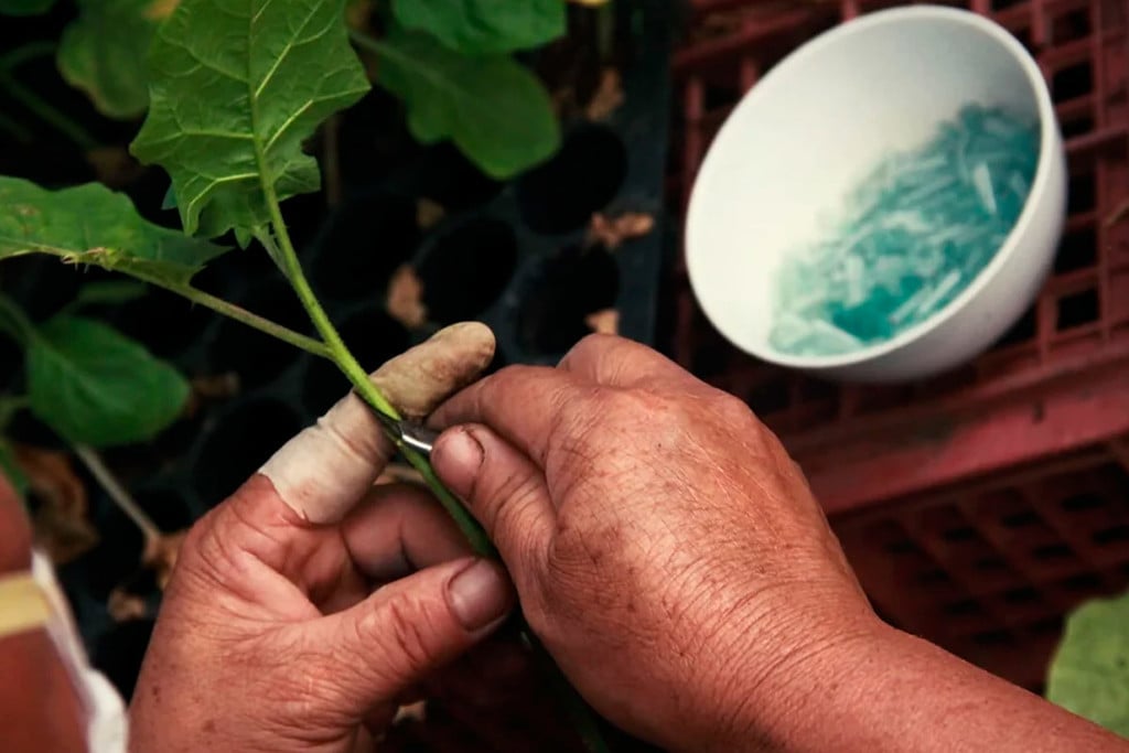 Cannabis enten: hoe kweek je meerdere soorten op één plant?