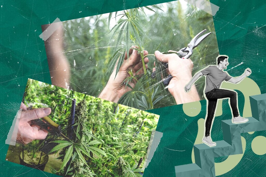 Cannabis enten: hoe kweek je meerdere soorten op één plant?