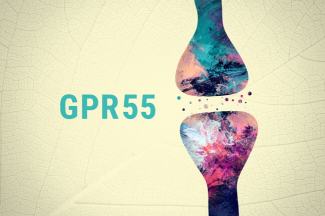 Is GPR55 de derde cannabinoïdereceptor?