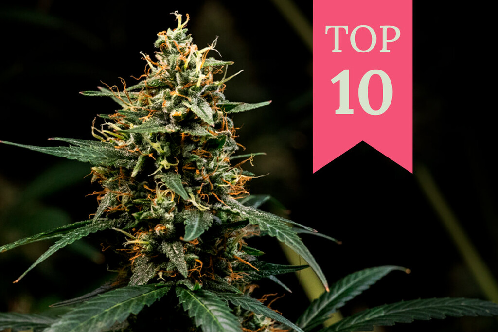 Top 10 Kush soorten