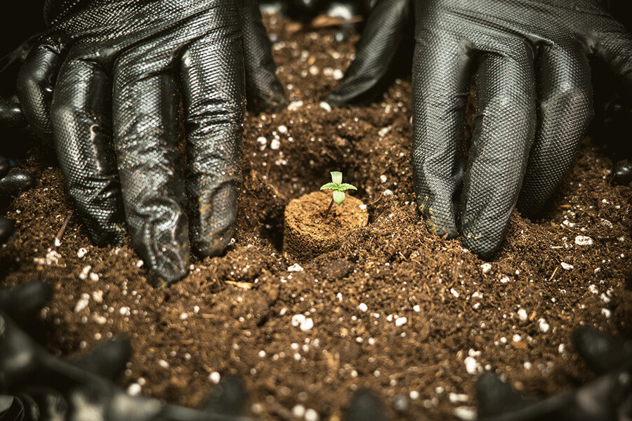De Beste Aarde Voor Autoflowering Cannabis