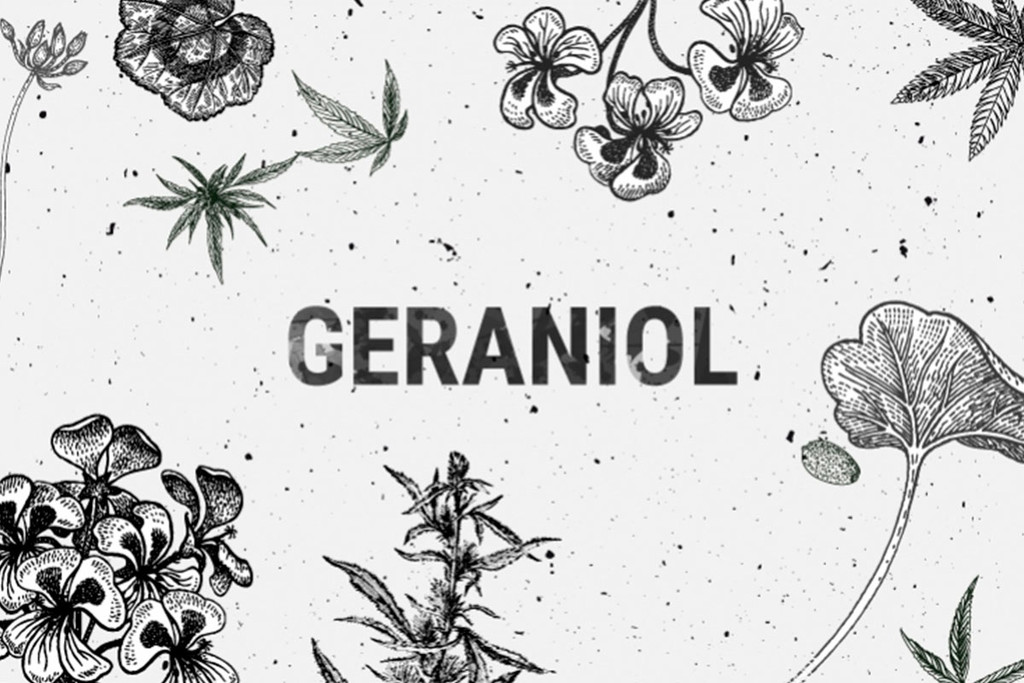 Geraniol: een intrigerende terpeen uit de wietplant