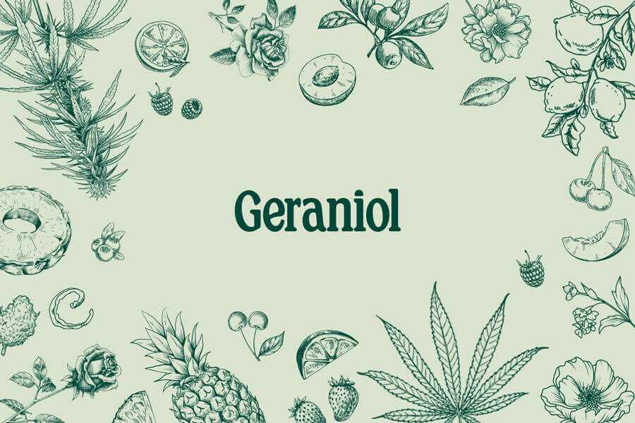 Geraniol: een intrigerende terpeen uit de wietplant