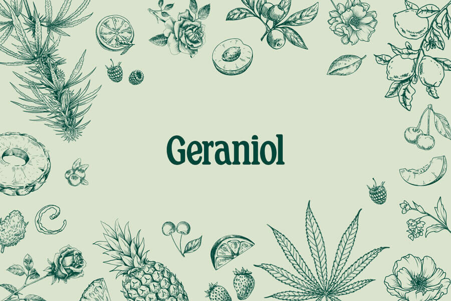 Geraniol: het zoete, bloemige terpeen met veel potentieel