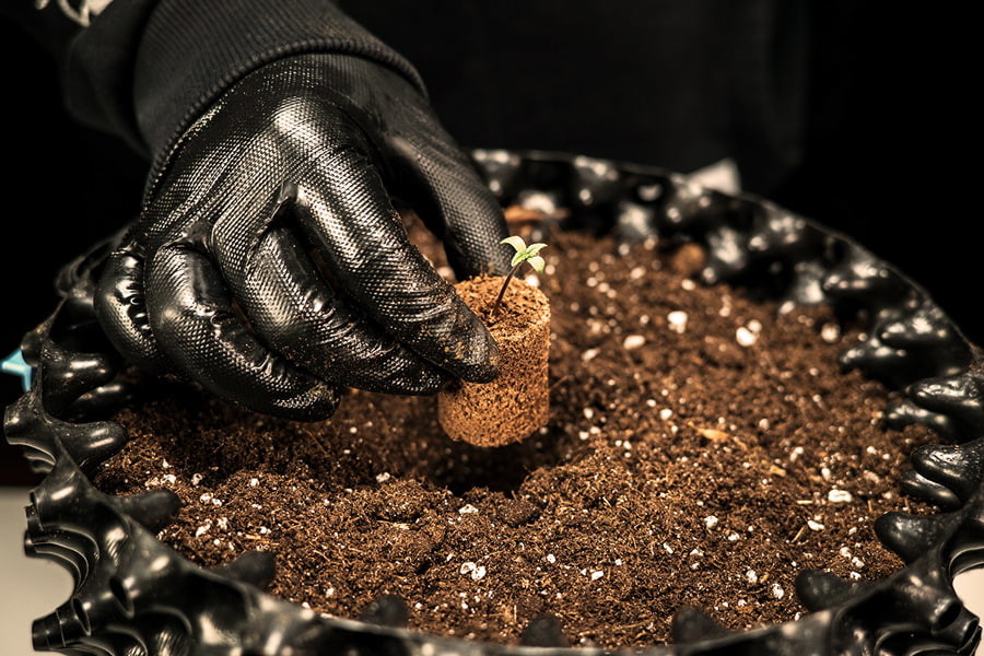 Hoe En Wanneer Verpot Je Cannabis Zaailingen?