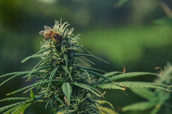 De Merkwaardige Kwestie Van Bijen En Cannabis