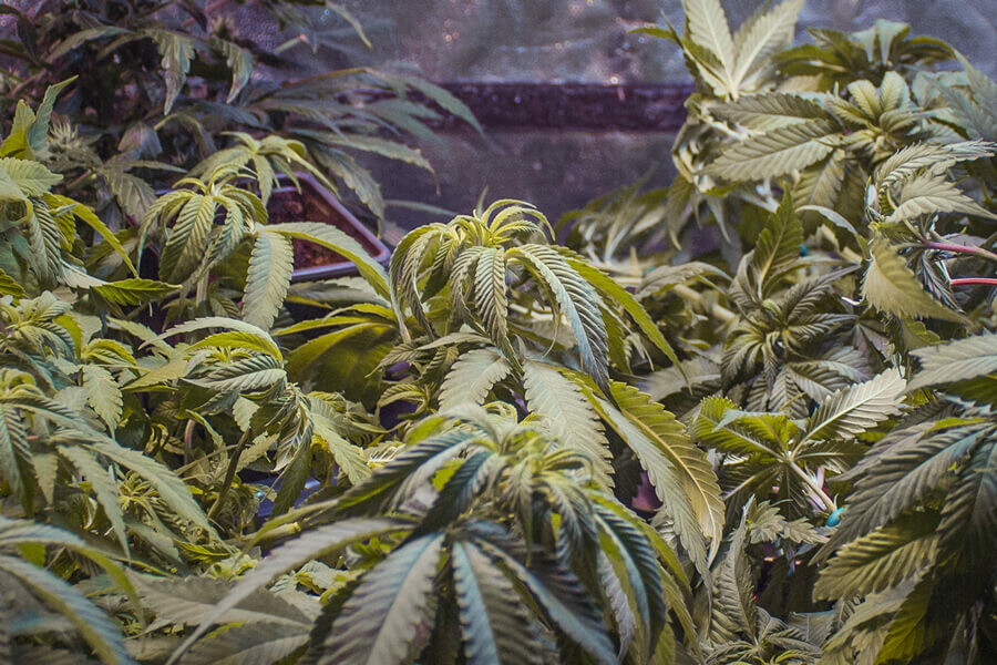 Krullende wietbladeren: veelvoorkomende oorzaken en oplossingen